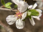 樱桃花
