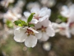 樱桃花