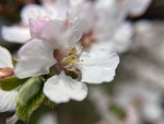 樱桃花
