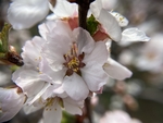 樱桃花