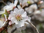 樱桃花
