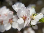 樱桃花