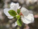 樱桃花