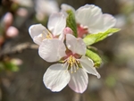 樱桃花
