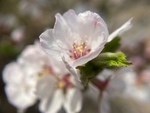 樱桃花