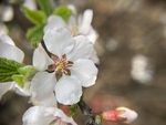 樱桃花