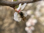 樱桃花