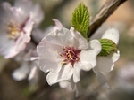 樱桃花