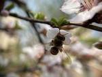樱桃花