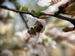 樱桃花