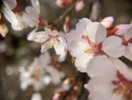 樱桃花