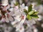 樱桃花