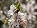 樱桃花