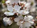樱桃花