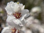 樱桃花
