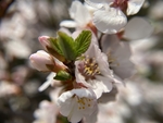 樱桃花