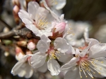 樱桃花