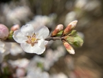 樱桃花