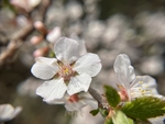 樱桃花