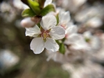 樱桃花