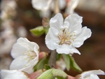 樱桃花