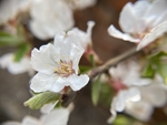 樱桃花