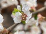 樱桃花