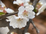 樱桃花