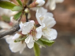 樱桃花