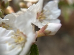 樱桃花
