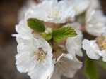 樱桃花