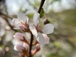 樱桃花