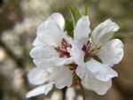 樱桃花