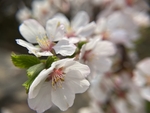 樱桃花