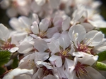 樱桃花