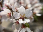 樱桃花