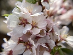樱桃花