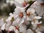 樱桃花