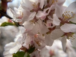 樱桃花