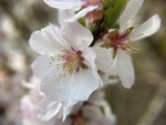 樱桃花