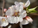 樱桃花