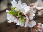 樱桃花