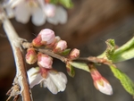 樱桃花