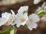 樱桃花