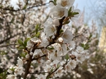 樱桃花