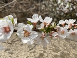 樱桃花