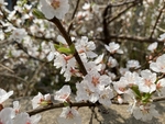 樱桃花