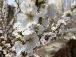 樱桃花