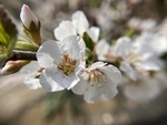 樱桃花