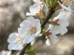 樱桃花